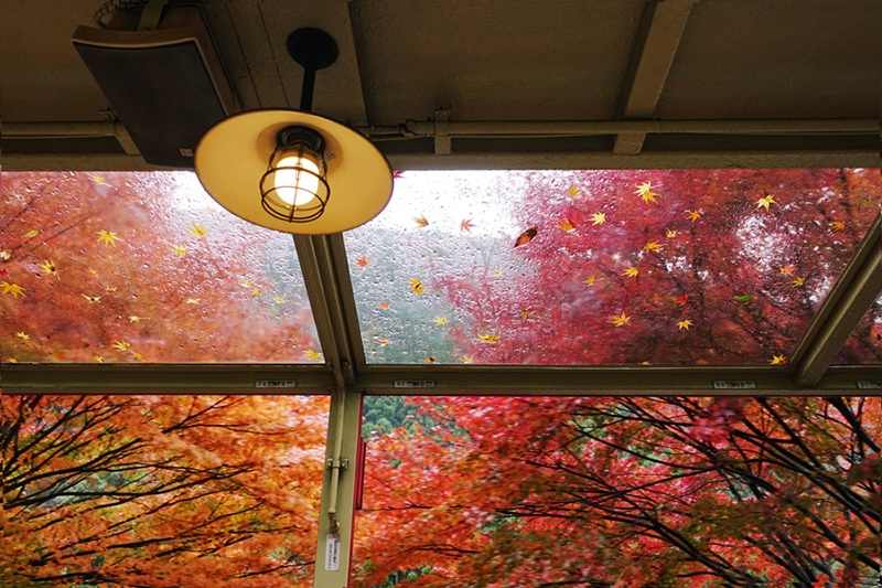 Fall Indoor Air Quality (IAQ), Shot inside an old train in autumn maples in Kyoto, Japan.