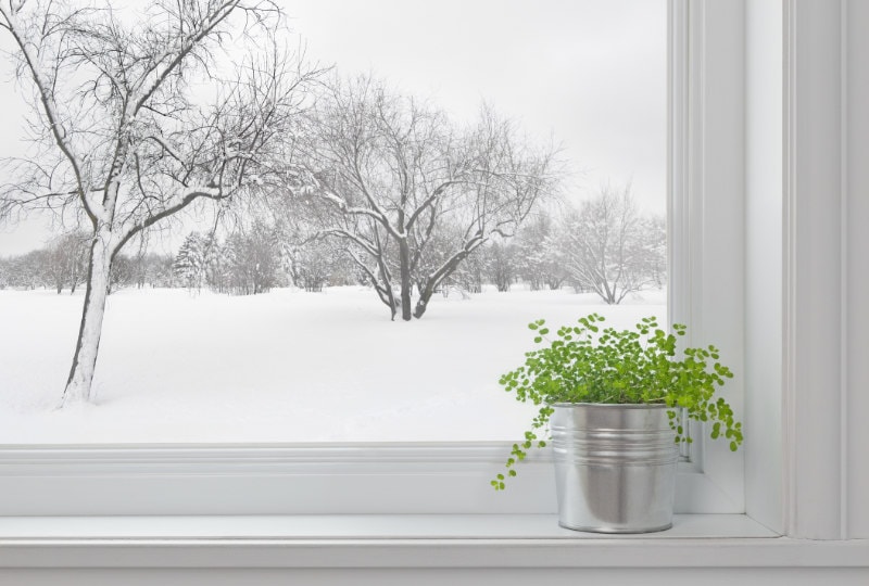 Winter landscape seen through the window, and green plant on a windowsill. The basics of winter indoor air quality.